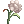 Flor Aromática