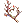 Branch of Maple Tree