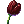 Black Tulip