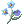 Myosotis