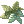 Manjericão