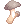 Cogumelo Comestível