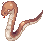 Anaconda